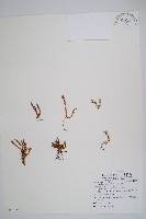 藏品(相馬氏石松)的圖片