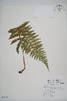 藏品(黑鱗耳蕨)的圖片