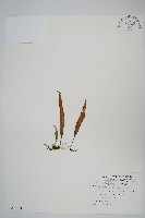 藏品(瓦葦)的圖片