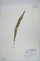 藏品(恩氏茀蕨)的圖片