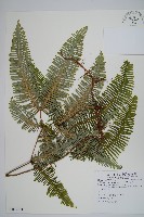 藏品(芒萁)的圖片