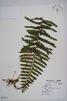 藏品(虎克氏鱗蓋蕨)的圖片