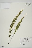 藏品(生芽鐵角蕨)的圖片