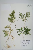 藏品(生根卷柏)的圖片