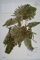 藏品(芒萁)的圖片