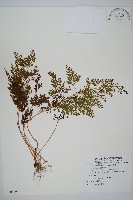 藏品(烏蕨)的圖片