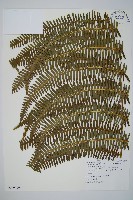 藏品(逆羽裡白)的圖片