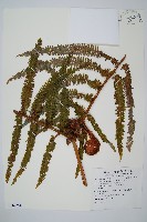 藏品(裡白)的圖片