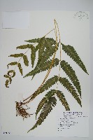 藏品(三角脈鳳尾蕨)的圖片