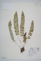 藏品(韓氏耳蕨)的圖片