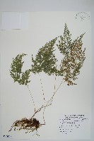 藏品(日本金粉蕨)的圖片