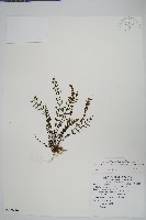 藏品(細葉碎米蕨)的圖片