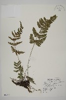 藏品(愛德氏肋毛蕨)的圖片