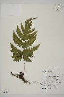 藏品(陰地三叉蕨)的圖片