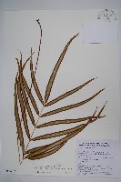 藏品(長葉鳳尾蕨)的圖片