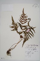 藏品(光葉凸軸蕨)的圖片