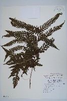 藏品(薄葉擬肋毛蕨、南洋三叉蕨)的圖片