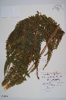 藏品(粗毛鱗蓋蕨)的圖片