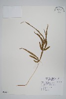 藏品(箭葉鳳尾蕨)的圖片