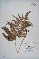 藏品(細葉複葉耳蕨)的圖片