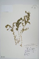 藏品(異葉卷柏)的圖片