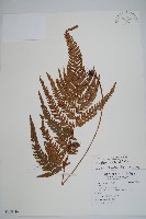 藏品(南海鱗毛蕨)的圖片