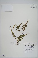 藏品(突尖小毛蕨)的圖片