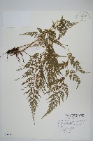 藏品(日本金粉蕨)的圖片