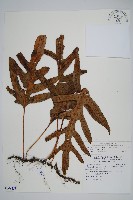 藏品(海岸星蕨)的圖片