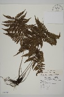 藏品(愛德氏肋毛蕨)的圖片