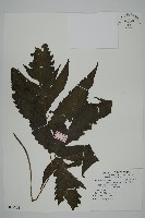 藏品(三叉蕨)的圖片