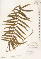 藏品(毛蕨)的圖片