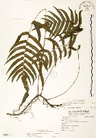 藏品(毛蕨)的圖片