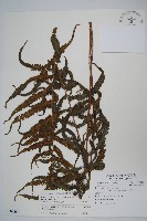 藏品(密毛毛蕨)的圖片