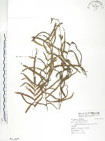 藏品(鱗蓋鳳尾蕨)的圖片