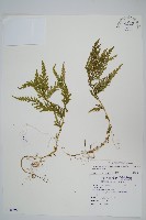 藏品(全緣卷柏)的圖片