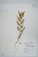 藏品(全緣卷柏)的圖片