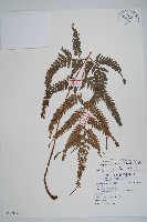 藏品(細葉複葉耳蕨)的圖片