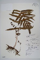 藏品(毛蕨)的圖片