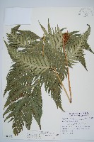 藏品(臺灣狗脊蕨)的圖片