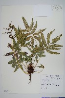 藏品(傅氏鳳尾蕨)的圖片