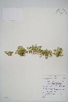 藏品(膜葉卷柏)的圖片