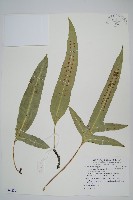 藏品(海岸星蕨)的圖片