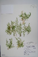 藏品(玉山卷柏)的圖片