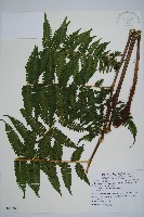 藏品(南洋假鱗毛蕨)的圖片