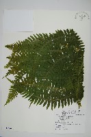 藏品(瓦氏鳳尾蕨)的圖片