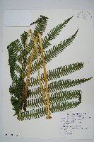 藏品(方桿蕨)的圖片