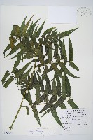 藏品(廣葉鋸齒雙蓋蕨)的圖片