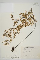 藏品(大黑柄鐵角蕨、黃鱗鐵角蕨、大羽鐵角蕨)的圖片