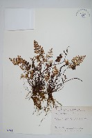 藏品(深山粉背蕨)的圖片